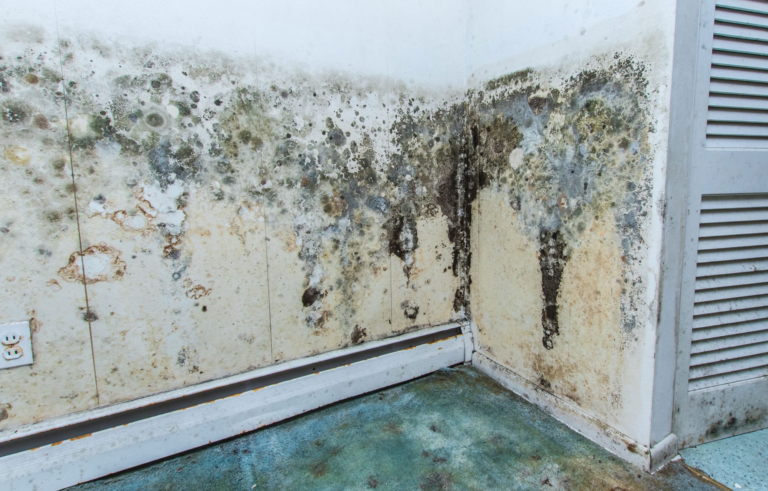 residential mold removal experts in Plymouth